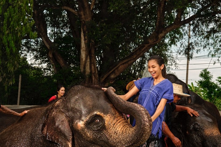 People bathing elephants in a river surrounded by trees.