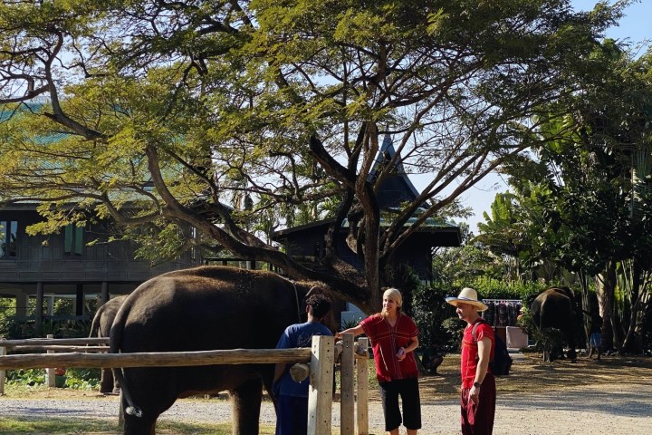 People interacting with an elephant near a large tree at Bangkok Elephant Park.