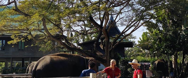 People interacting with an elephant near a large tree at Bangkok Elephant Park.