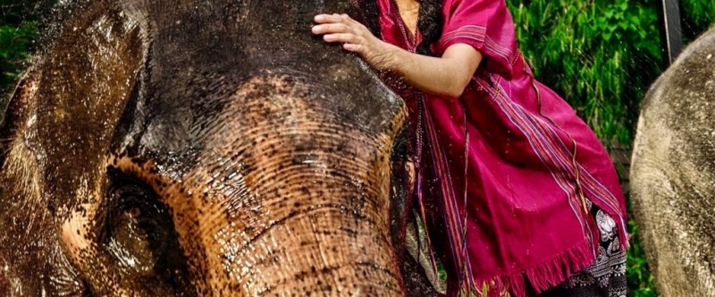 Woman in pink clothes happily sits on a wet elephant under the rain.