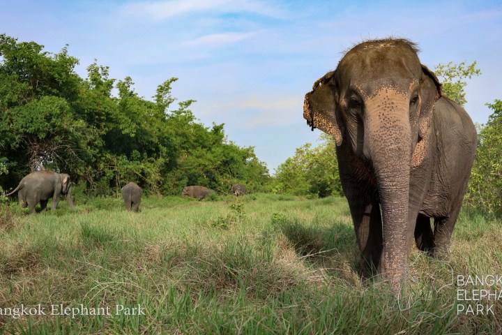Elephants walking in a grassy field with trees in the background.