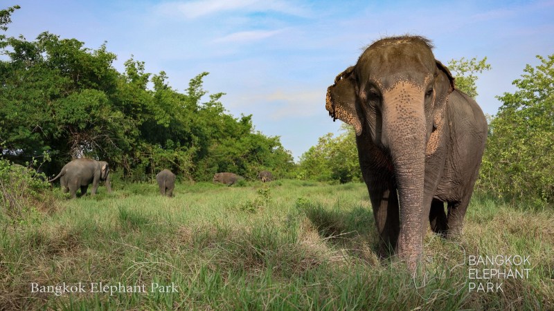 Elephants walking in a grassy field with trees in the background.
