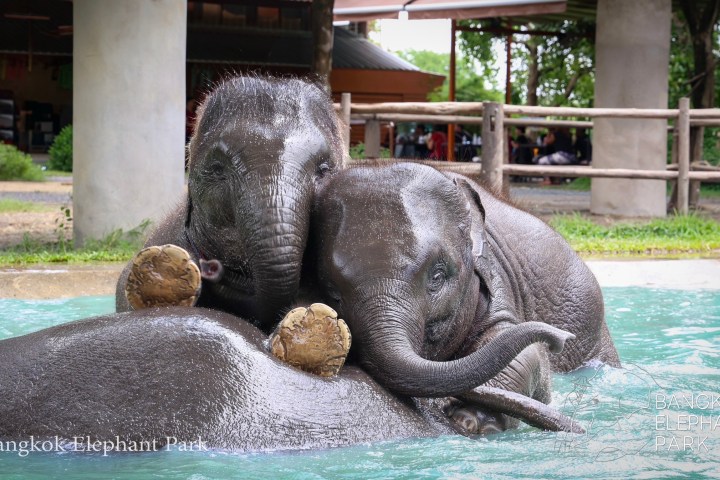 Two elephants playing in a pool at a park.