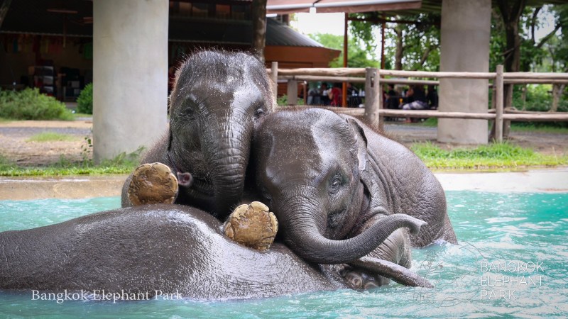 Two elephants playing in a pool at a park.
