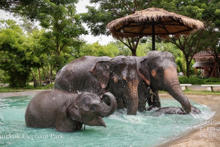 Elephants play in a pool under a thatched umbrella at a park.