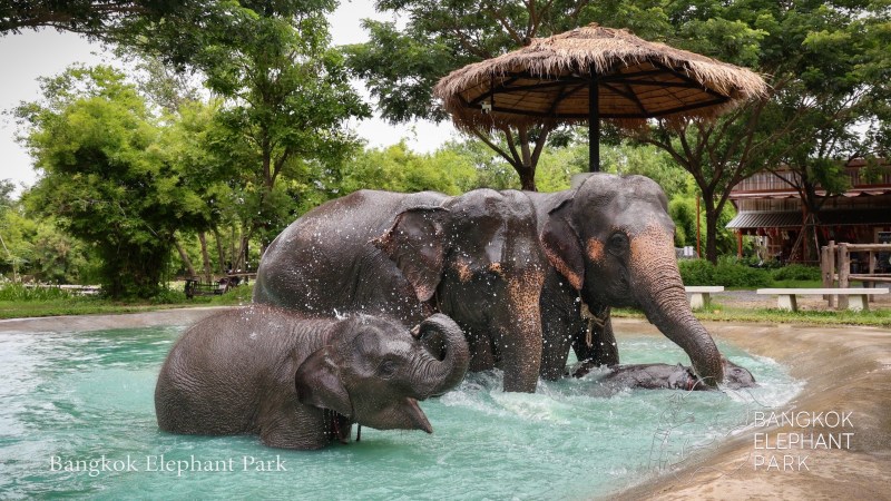 Elephants play in a pool under a thatched umbrella at a park.