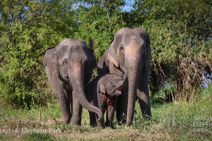 Three elephants standing together in a grassy area at Bangkok Elephant Park.