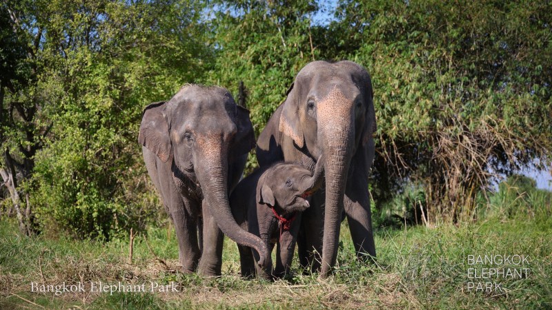 Three elephants standing together in a grassy area at Bangkok Elephant Park.