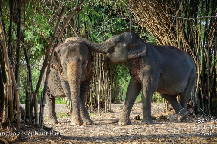 Two elephants playfully interacting under tall bamboo trees.