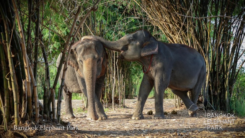 Two elephants playfully interacting under tall bamboo trees.