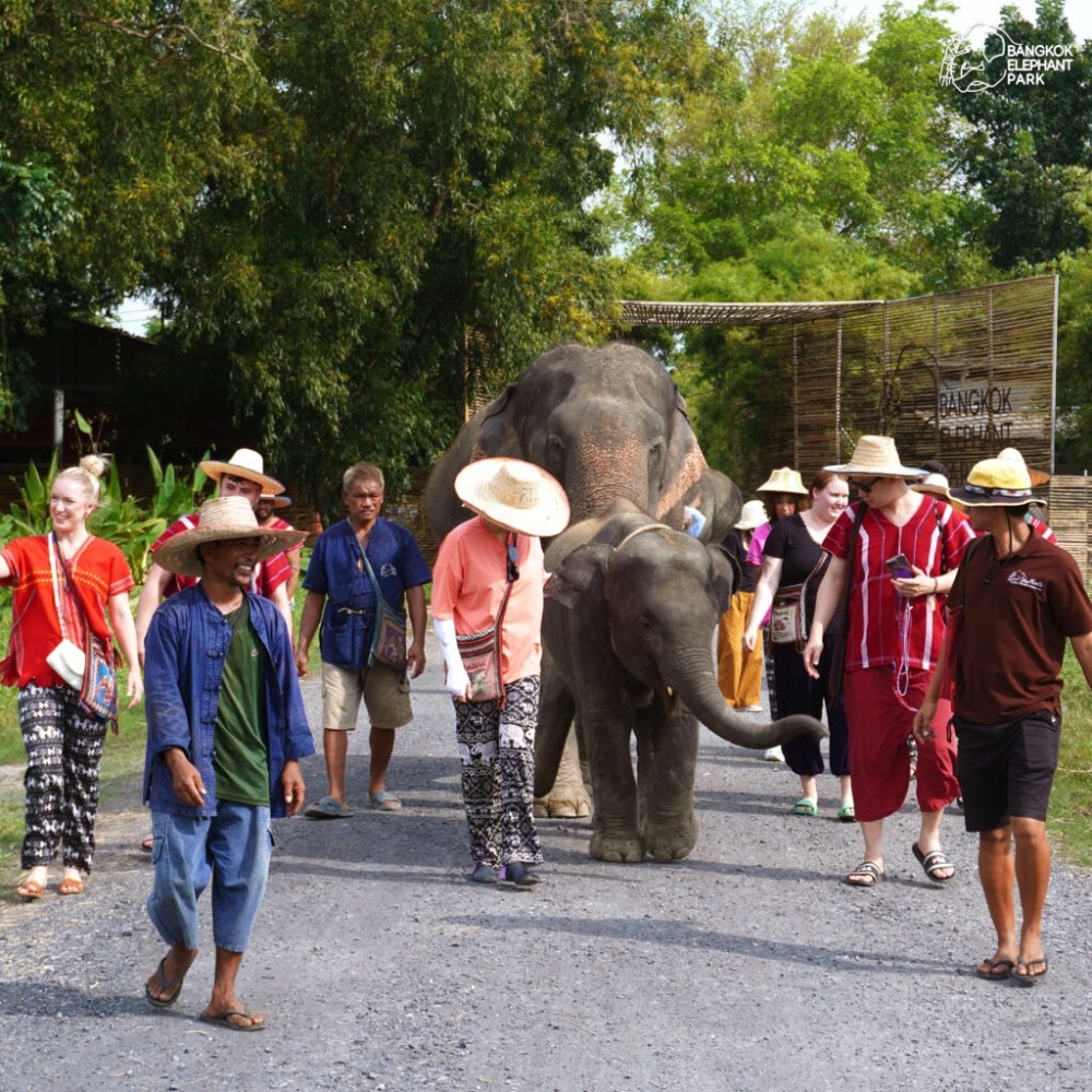 Group of people walking with two elephants on a path at an elephant park.