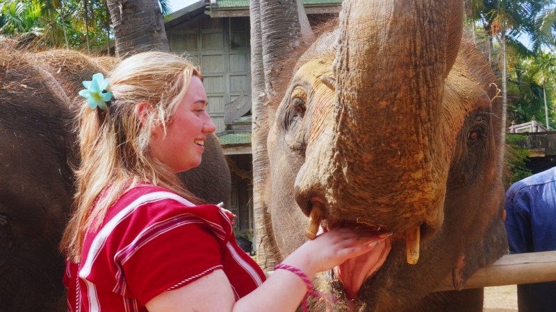 Person feeding an elephant with a flower in hair, tropical setting, traditional building in background.
