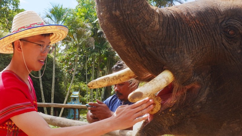 Person wearing straw hat feeding an elephant in a park setting.
