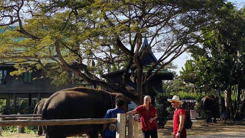 People interacting with elephants at a park under a large tree on a sunny day.