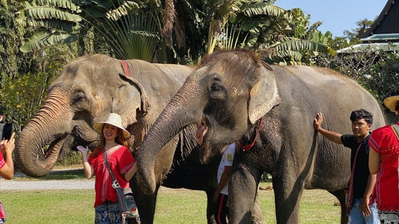 Two elephants with people posing in a park with tropical trees in the background.