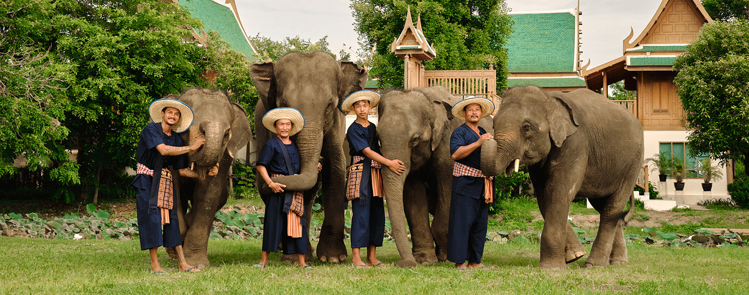 Five people in blue attire stand with four elephants in front of Thai-style buildings.