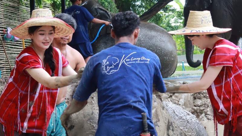 People washing elephants in a muddy area at a park.