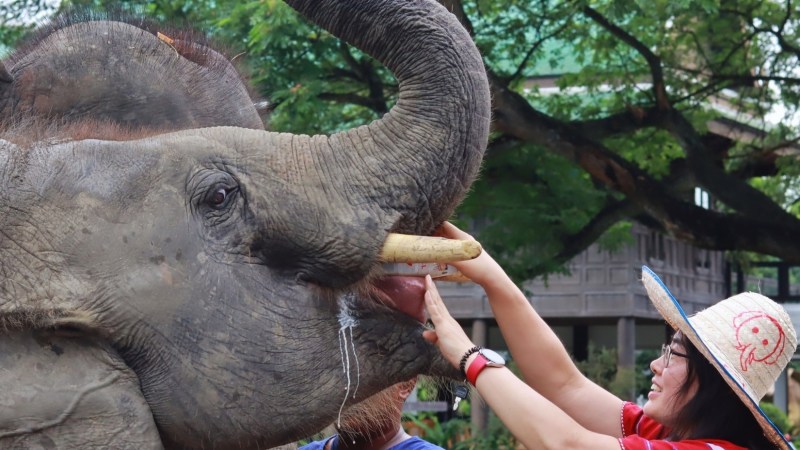 Person in a hat feeding an elephant near trees at Bangkok Elephant Park.