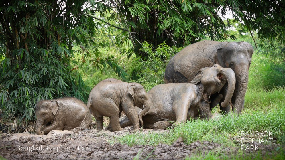 Four elephants playing in mud near leafy trees.