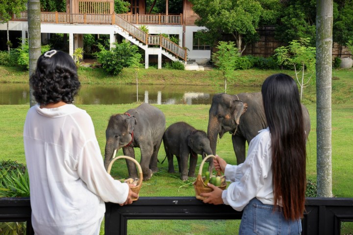 Two people with baskets watch elephants in a grassy area near a pond.