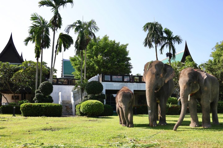 Three elephants on grass near a building with palm trees.