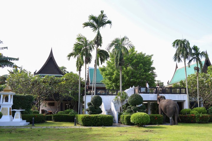 Elephant near tropical building with tall trees and garden.