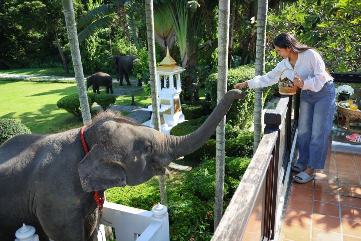 Woman feeding an elephant on a terrace, garden and small shrine in the background.