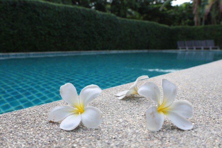 Three white flowers on a stone ledge by a pool.